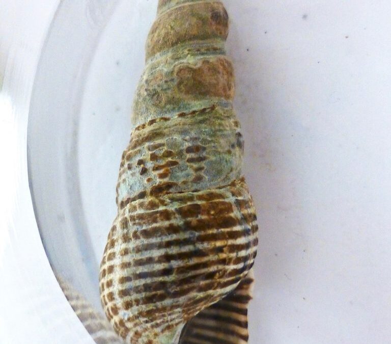 Batillaria