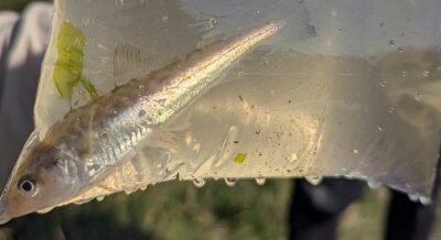You Codda Be Kidding Me! Pacific Tomcod Found For the First Time in Crab Team Traps