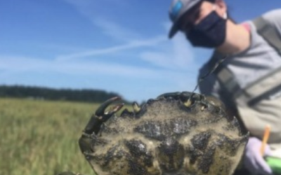 Padilla Bay: In it for the long haul