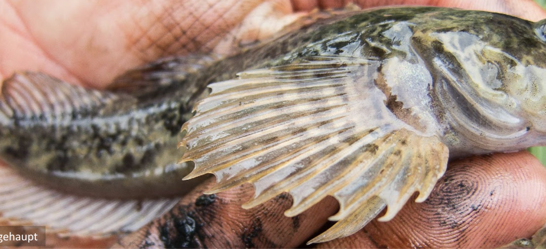 Sculpins