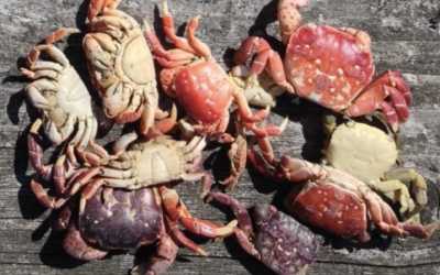 Protocol in focus: is it a molt or a dead crab?