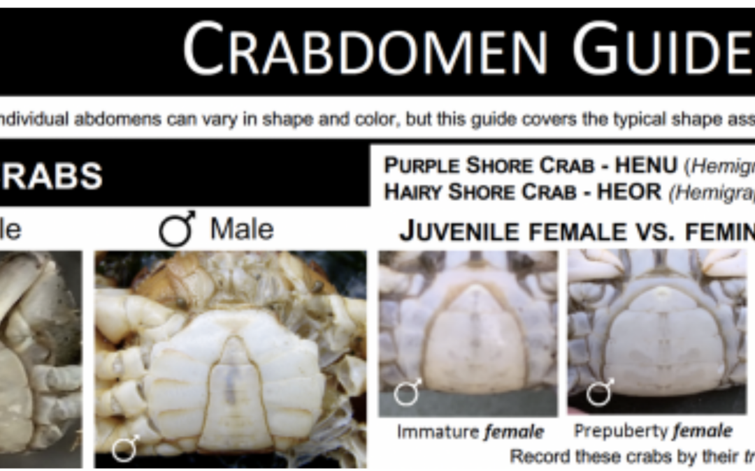 Protocol in Focus: Male or Female?
