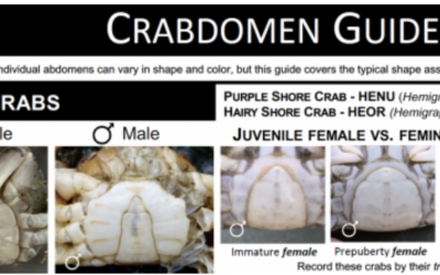Protocol in Focus: Male or Female?