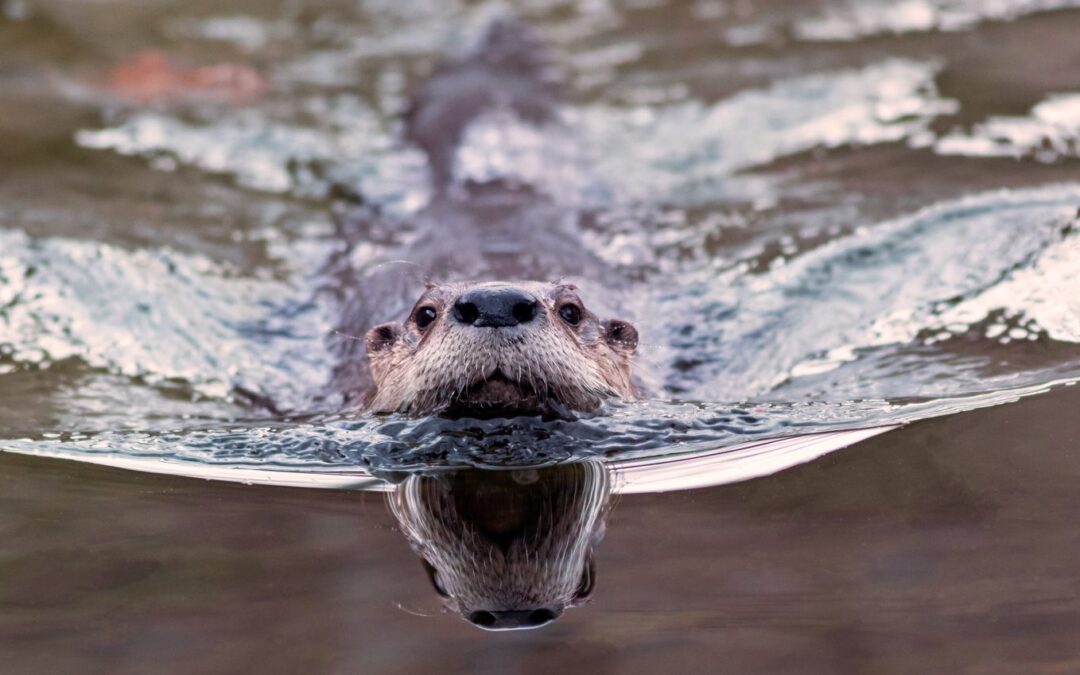 Otter Fodder?