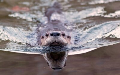 Otter Fodder?