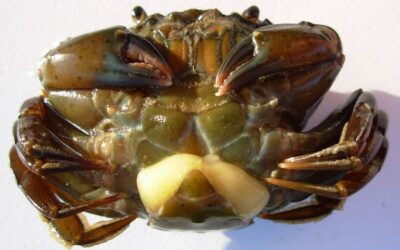 Green Crab Parasites