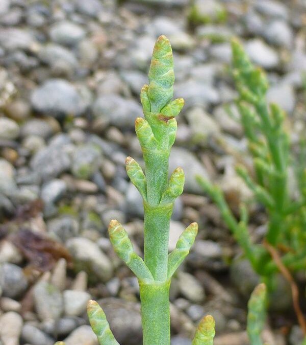 Pickleweed
