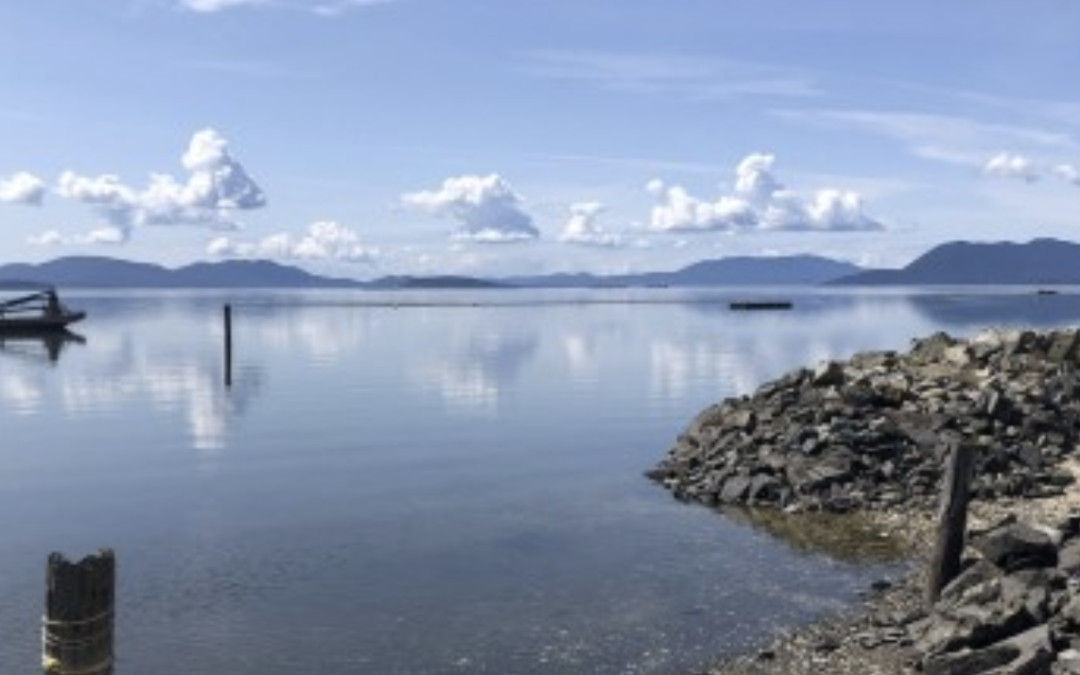 Additional Green Crab captured in Samish Bay