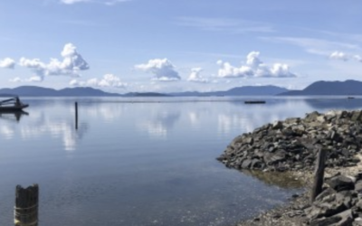 Additional Green Crab captured in Samish Bay