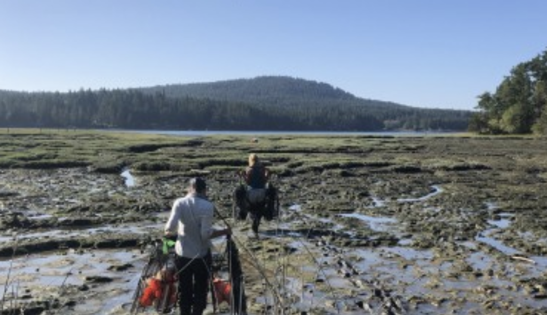 European Green Crab detection during San Juan Island assessment