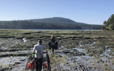 European Green Crab detection during San Juan Island assessment