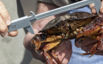 Protocol in Focus: Why do we measure native crabs, too?