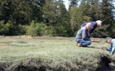 Protocol in Focus: Why do we estimate the roots of vegetation?