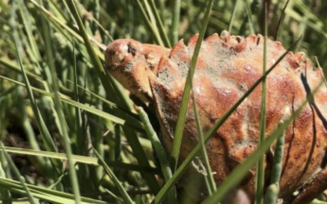 WSG and WDFW Expand Green Crab Trapping on the Washington Coast