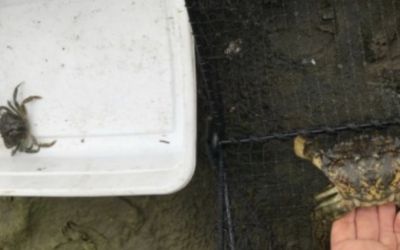 Additional Green Crabs captured in Whatcom County