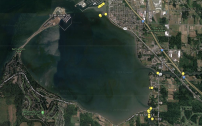 Further Green Crab captures in Whatcom County