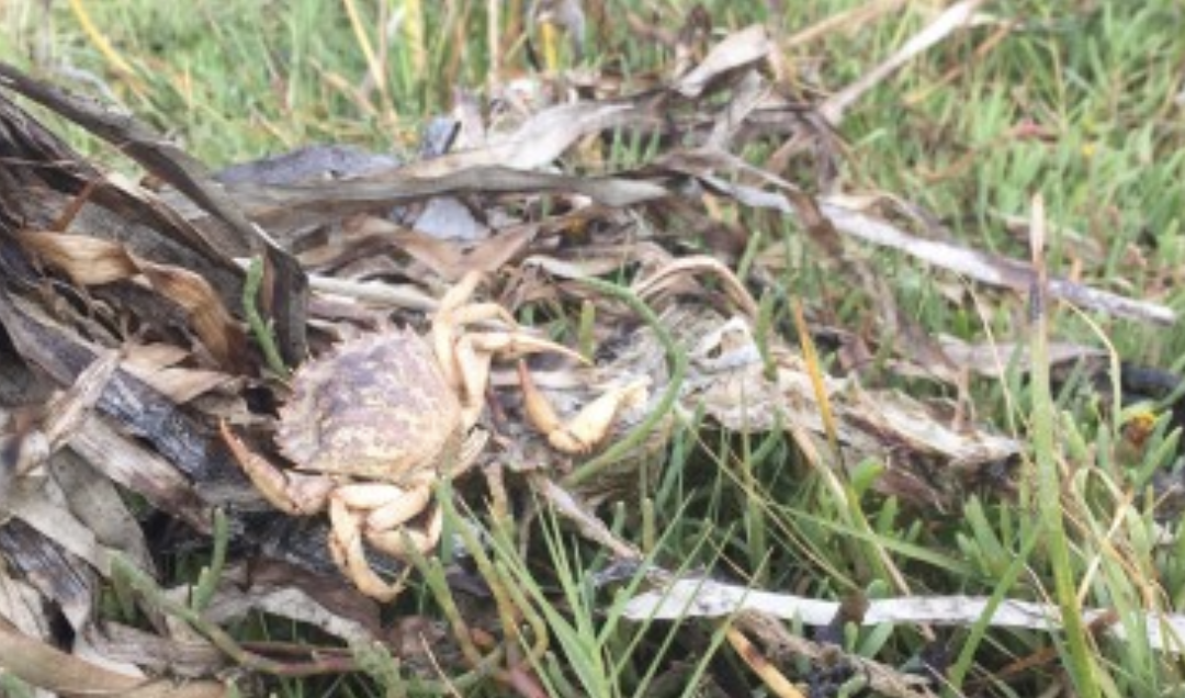 Crab Team takes Willapa Bay by storm: Part 2