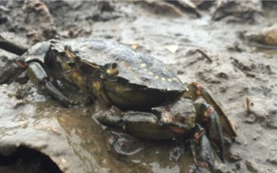 Crab Team takes Willapa Bay by storm: Part 3