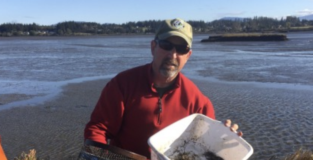 Documenting the European Green Crab range expansion
