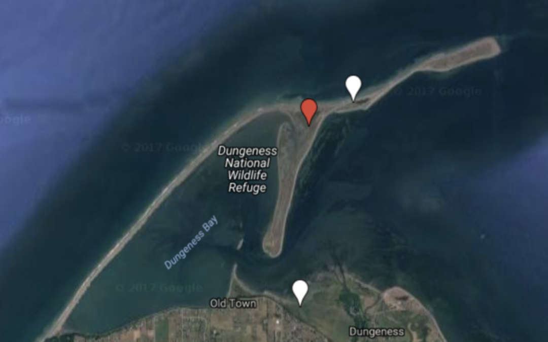 Update on European Green Crab at Dungeness Spit