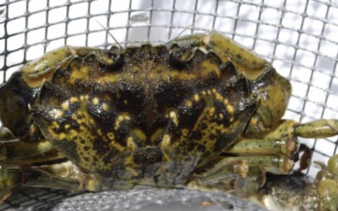 Building capacity to protect the Salish Sea from European Green Crab
