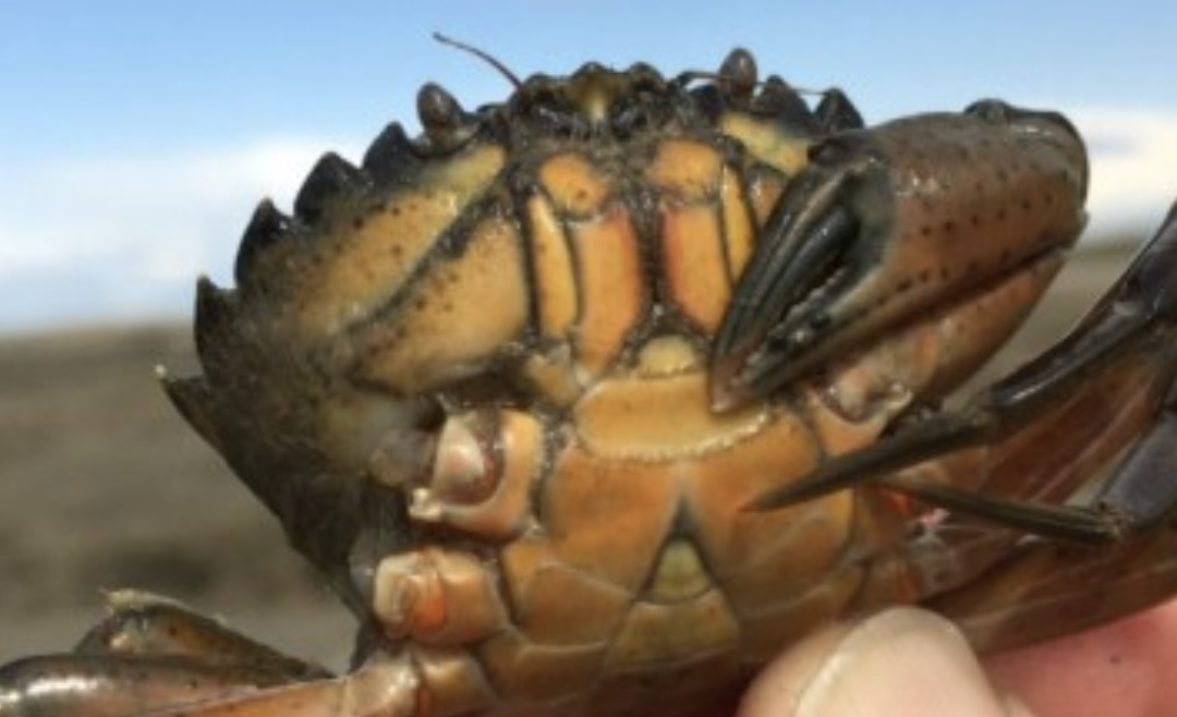 Invasive Green Crab found at Dungeness Spit
