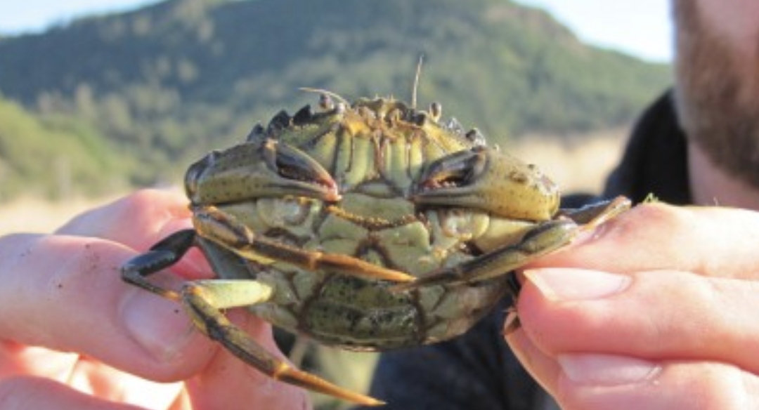 New coastal site for European Green Crab: Makah Bay