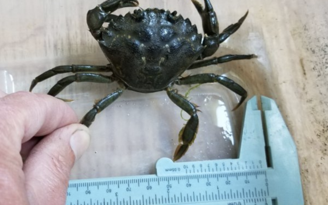European Green Crab found in Sequim Bay