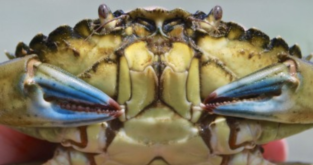 European Green Crab status update