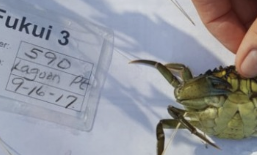 European Green Crab captured on Whidbey Island