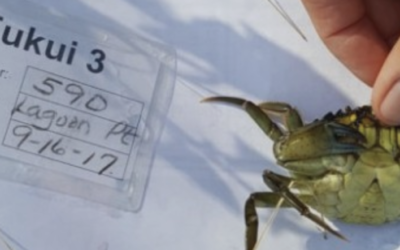 European Green Crab captured on Whidbey Island