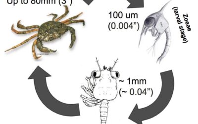 Green Crab Life Cycle Timing