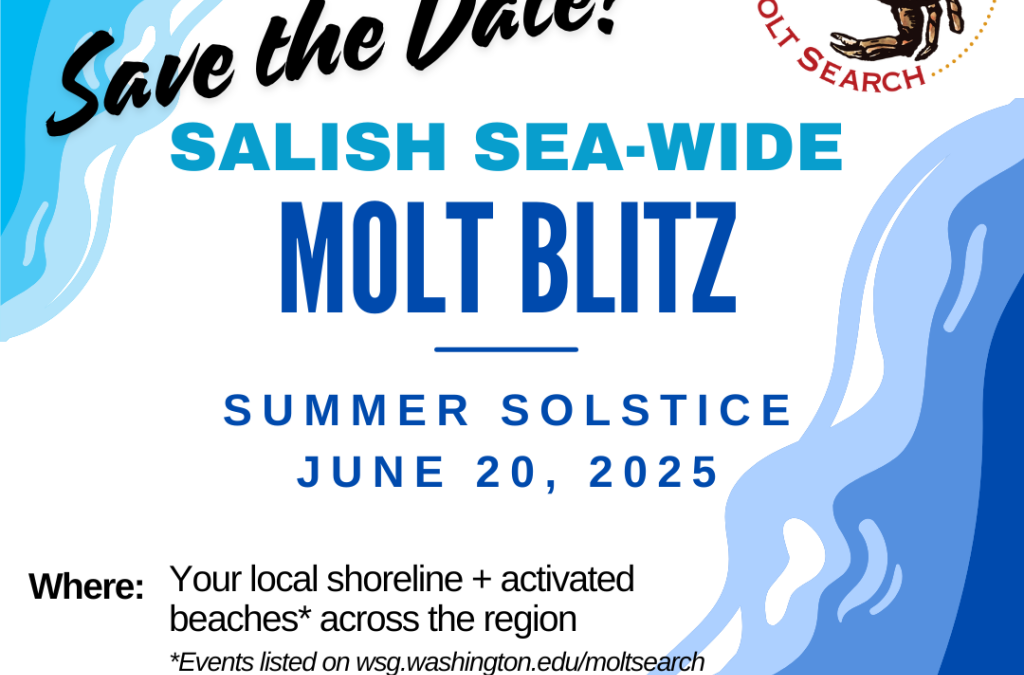 Second annual Salish Sea-wide Molt Blitz coming June 20