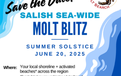 Second annual Salish Sea-wide Molt Blitz coming June 20