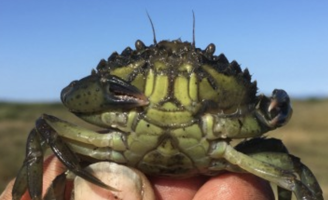 Padilla Bay rapid assessment: wrap up