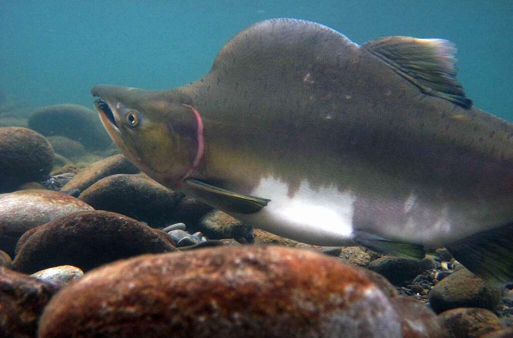 Salmonids