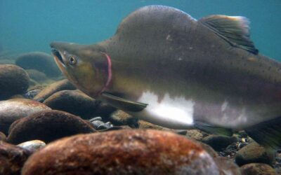 Salmonids
