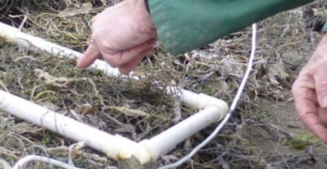 Protocol in Focus: Why do we survey the habitat transect every month?