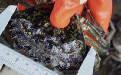 European green crab found in Port Townsend area