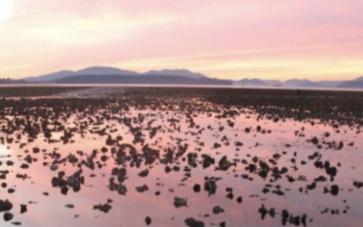 New Detection of European Green Crab in Samish Bay