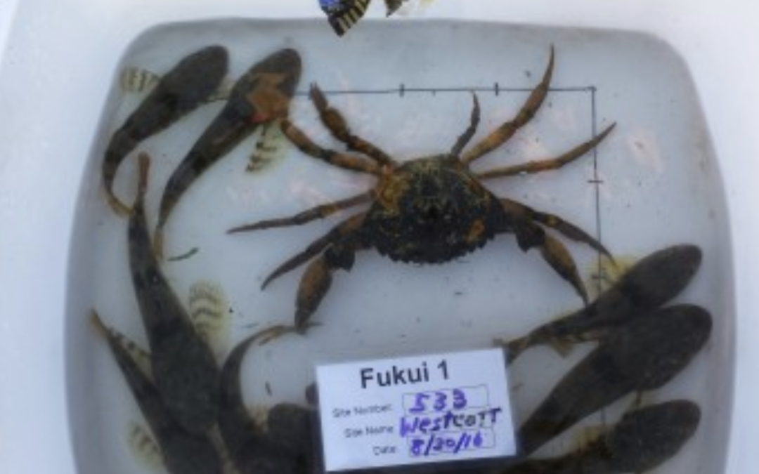 Volunteer Voices: The discovery of a European Green Crab on San Juan Island