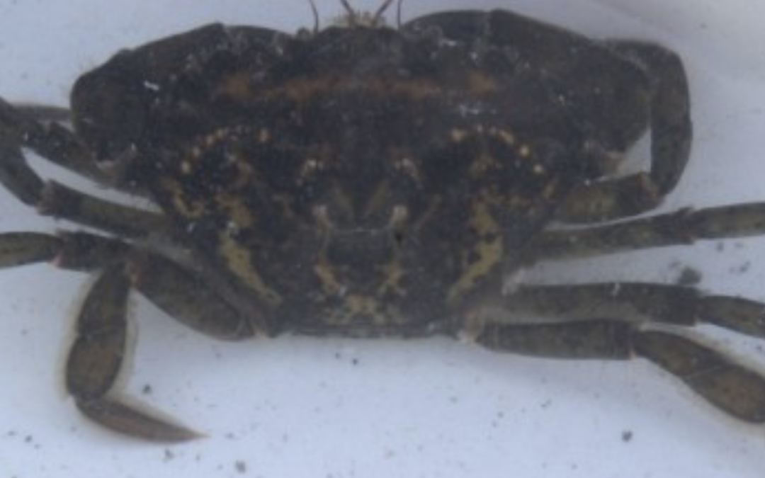 Trapping for European Green Crab on Whidbey Island